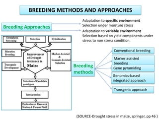 Breeding for improved drought tolerance in major crop (Maize, Sorghum ...