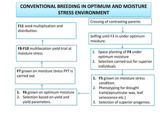 Breeding for improved drought tolerance in major crop (Maize, Sorghum ...
