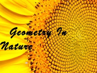 Geometry In
Nature
 