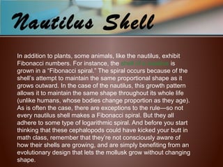 Nautilus Shell
In addition to plants, some animals, like the nautilus, exhibit
Fibonacci numbers. For instance, the shell of a nautilus is
grown in a “Fibonacci spiral.” The spiral occurs because of the
shell’s attempt to maintain the same proportional shape as it
grows outward. In the case of the nautilus, this growth pattern
allows it to maintain the same shape throughout its whole life
(unlike humans, whose bodies change proportion as they age).
As is often the case, there are exceptions to the rule—so not
every nautilus shell makes a Fibonacci spiral. But they all
adhere to some type of logarithmic spiral. And before you start
thinking that these cephalopods could have kicked your butt in
math class, remember that they’re not consciously aware of
how their shells are growing, and are simply benefiting from an
evolutionary design that lets the mollusk grow without changing
shape.
 
