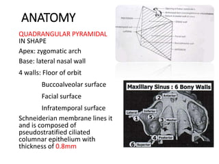 ANATOMY
QUADRANGULAR PYRAMIDAL
IN SHAPE
Apex: zygomatic arch
Base: lateral nasal wall
4 walls: Floor of orbit
Buccoalveolar surface
Facial surface
Infratemporal surface
Schneiderian membrane lines it
and is composed of
pseudostratified ciliated
columnar epithelium with
thickness of 0.8mm
 