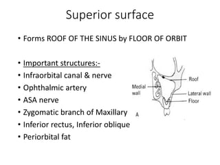 Superior surface
• Forms ROOF OF THE SINUS by FLOOR OF ORBIT
• Important structures:-
• Infraorbital canal & nerve
• Ophthalmic artery
• ASA nerve
• Zygomatic branch of Maxillary nerve
• Inferior rectus, Inferior oblique
• Periorbital fat
 