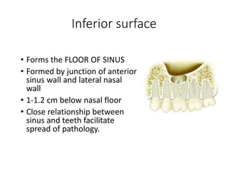 Inferior surface
• Forms the FLOOR OF SINUS
• Formed by junction of anterior
sinus wall and lateral nasal
wall
• 1-1.2 cm below nasal floor
• Close relationship between
sinus and teeth facilitate
spread of pathology.
 