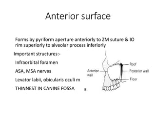 Anterior surface
Forms by pyriform aperture anteriorly to ZM suture & IO
rim superiorly to alveolar process inferiorly
Important structures:-
Infraorbital foramen
ASA, MSA nerves
Levator labii, obicularis oculi muscles
THINNEST IN CANINE FOSSA
 