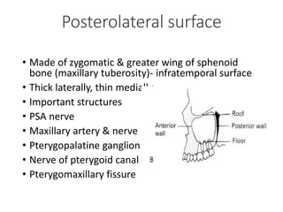 • Made of zygomatic & greater wing of sphenoid
bone (maxillary tuberosity)- infratemporal surface
• Thick laterally, thin medially
• Important structures
• PSA nerve
• Maxillary artery & nerve
• Pterygopalatine ganglion
• Nerve of pterygoid canal
• Pterygomaxillary fissure
Posterolateral surface
 