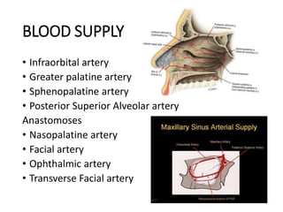 BLOOD SUPPLY
• Infraorbital artery
• Greater palatine artery
• Sphenopalatine artery
• Posterior Superior Alveolar artery
Anastomoses
• Nasopalatine artery
• Facial artery
• Ophthalmic artery
• Transverse Facial artery
 