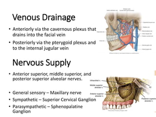 Venous Drainage
• Anteriorly via the cavernous plexus that
drains into the facial vein
• Posteriorly via the pterygoid plexus and
to the internal jugular vein
Nervous Supply
• Anterior superior, middle superior, and
posterior superior alveolar nerves.
• General sensory – Maxillary nerve
• Sympathetic – Superior Cervical Ganglion
• Parasympathetic – Sphenopalatine
Ganglion
 