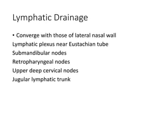 Lymphatic Drainage
• Converge with those of lateral nasal wall
Lymphatic plexus near Eustachian tube
Submandibular nodes
Retropharyngeal nodes
Upper deep cervical nodes
Jugular lymphatic trunk
 