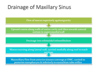 Drainage of Maxillary Sinus
Flow of mucus superiorly againstgravity
Upward course along walls of entire cavity and then towards natural
ostium in superomedialwall
Drainage into ethmoidal infumdibulum
Mucus coursing along lateral wall, carried medially along roof toreach
ostrium
Mucociliary flow from anteriorsinusesconvergeat OMC, carried to
posteriornasopharynx & inferiorlytoeustachian tubeorifice
By Donald etal & Antunesetal
 