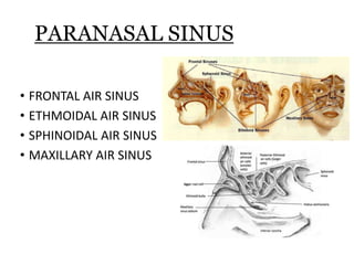 PARANASAL SINUS
• FRONTAL AIR SINUS
• ETHMOIDAL AIR SINUS
• SPHINOIDAL AIR SINUS
• MAXILLARY AIR SINUS
 