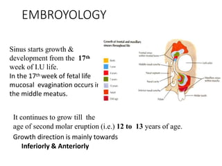EMBROYOLOGY
Sinus starts growth &
development from the 17th
week of I.U life.
In the 17th week of fetal life
mucosal evagination occurs in
the middle meatus.
It continues to grow till the
age of second molar eruption (i.e.) 12 to 13 years of age.
Growth direction is mainly towards
Inferiorly & Anteriorly
 