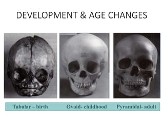 DEVELOPMENT & AGE CHANGES
Tubular – birth Ovoid- childhood Pyramidal- adult
 