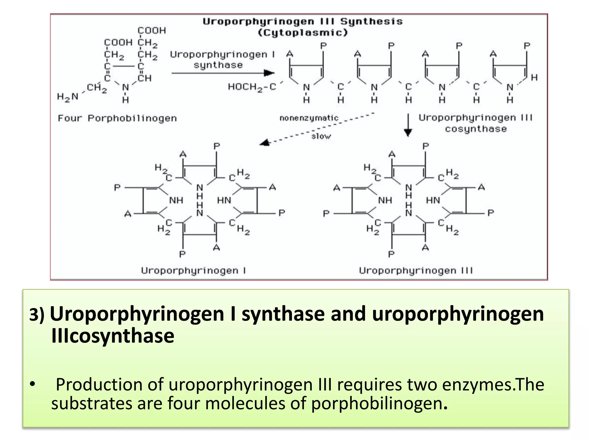 Porphyrin Metabolism | PPTX