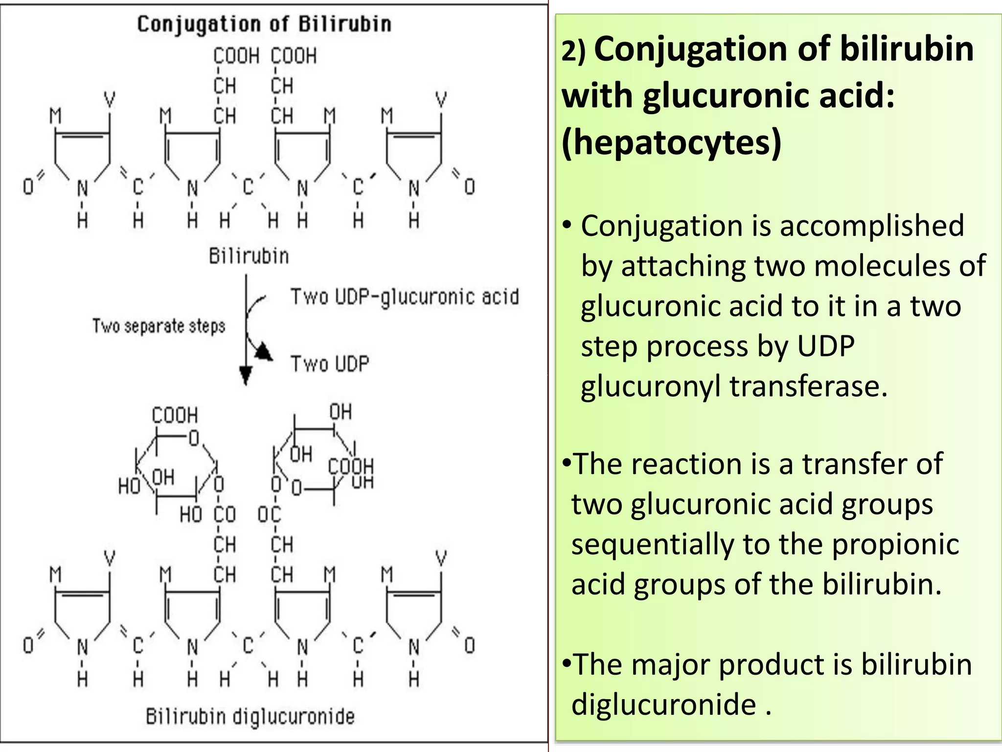 Porphyrin Metabolism | PPTX