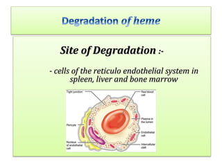 • Most of the heme which is degraded comes from hemoglobin in
red blood cells, which have a life span of about 120 days.
•...