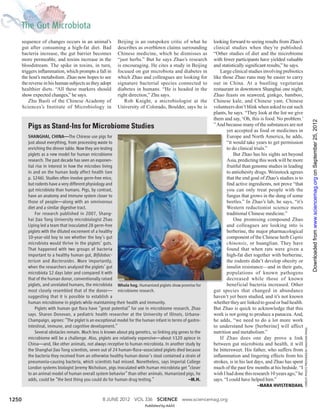 sequence of changes occurs in an animal’s           Beijing is an outspoken critic of what he         looking forward to seeing results from Zhao’s
       gut after consuming a high-fat diet. Bad            describes as overblown claims surrounding         clinical studies when they’re published.
       bacteria increase, the gut barrier becomes          Chinese medicine, which he dismisses as           “Other studies of diet and the microbiome
       more permeable, and toxins increase in the          “just herbs.” But he says Zhao’s research         with fewer participants have yielded valuable
       bloodstream. The spike in toxins, in turn,          is encouraging. He cites a study in Beijing       and statistically signiﬁcant results,” he says.
       triggers inﬂammation, which prompts a fall in       focused on gut microbiota and diabetes in             Large clinical studies involving prebiotics
       the host’s metabolism. Zhao now hopes to see        which Zhao and colleagues are looking for         like those Zhao runs may be easier to carry
       the reverse in his human subjects as they adopt     signature bacterial species connected to          out in China. At a bustling vegetarian
       healthier diets. “All these markers should          diabetes in humans. “He is headed in the          restaurant in downtown Shanghai one night,
       show expected changes,” he says.                    right direction,” Zhu says.                       Zhao feasts on seaweed, ginkgo, bamboo,
           Zhu Baoli of the Chinese Academy of                 Rob Knight, a microbiologist at the           Chinese kale, and Chinese yam. Chinese
       Sciences’s Institute of Microbiology in             University of Colorado, Boulder, says he is       volunteers don’t blink when asked to eat such
                                                                                                             plants, he says. “They look at the list we give
                                                                                                             them and say, ‘Oh, this is food. No problem.’




                                                                                                                                                                                                         Downloaded from www.sciencemag.org on September 25, 2012
          Pigs as Stand-Ins for Microbiome Studies                                                           ” And because many of the substances are not
                                                                                                                    yet accepted as food or medicines in
          SHANGHAI, CHINA—The Chinese use pigs for                                                                  Europe and North America, he adds,
          just about everything, from processing waste to                                                           “it would take years to get permission
          enriching the dinner table. Now they are testing                                                          to do clinical trials.”
          piglets as a new model for human microbiome                                                                   But Zhao has his sights set beyond
          research. The past decade has seen an exponen-                                                            Asia, predicting this work will be more
          tial rise in interest in how the microbes living                                                          fruitful than genome studies in leading
          in and on the human body affect health (see                                                               to antiobesity drugs. Weinstock agrees
          p. 1246). Studies often involve germ-free mice,                                                           that the end goal of Zhao’s studies is to
          but rodents have a very different physiology and                                                          ﬁnd active ingredients, not prove “that
          gut microbiota than humans. Pigs, by contrast,                                                            you can only treat people with the
          have an anatomy and immune system closer to                                                               fungus that grows in the dung of some
          those of people—along with an omnivorous                                                                  beetles.” In Zhao’s lab, he says, “it’s
          diet and a similar digestive tract.                                                                       Western reductionist science meets
              For research published in 2007, Shang-                                                                traditional Chinese medicine.”
          hai Jiao Tong University microbiologist Zhao                                                                  One promising compound Zhao
          Liping led a team that inoculated 28 germ-free                                                            and colleagues are looking into is
          piglets with the diluted excrement of a healthy                                                           berberine, the major pharmacological
          10-year-old boy to see whether the boy’s gut                                                              component of the Chinese herb Coptis
          microbiota would thrive in the piglets’ guts.                                                             chinensis, or huanglian. They have
          That happened with two groups of bacteria                                                                 found that when rats were given a
          important to a healthy human gut, Biﬁdobac-                                                               high-fat diet together with berberine,
          terium and Bacteroides. More importantly,                                                                 the rodents didn’t develop obesity or
          when the researchers analyzed the piglets’ gut                                                            insulin resistance—and in their guts,
          microbiota 12 days later and compared it with                                                             populations of known pathogens
          that of the human donor, conventionally raised                                                            decreased while those of known
          piglets, and unrelated humans, the microbiota Whole hog. Humanized piglets show promise for               beneficial bacteria increased. Other
          most closely resembled that of the donor— microbiome research.                                     gut species that changed in abundance
          suggesting that it is possible to establish a                                                      haven’t yet been studied, and it’s not known
          human microbiome in piglets while maintaining their health and immunity.                           whether they are linked to good or bad health.
              Piglets with human gut ﬂora have “great potential” for use in microbiome research, Zhao        But Zhao is quick to acknowledge that this
          says. Sharon Donovan, a pediatric health researcher at the University of Illinois, Urbana-         work is not going to produce a panacea. And,
          Champaign, agrees: “The piglet is an exceptional model for the human infant in terms of gastro-    he adds, “we need to do a lot more work
          intestinal, immune, and cognitive development.”                                                    to understand how [berberine] will affect
                                                                                                                                                                CREDIT: PHOTO PROVIDED BY XIAOYAN PANG




              Several obstacles remain. Much less is known about pig genetics, so linking pig genes to the   nutrition and metabolism.”
          microbiome will be a challenge. Also, piglets are relatively expensive—about $120 apiece in            If Zhao does one day prove a link
          China—and, like other animals, not always receptive to human microbiota. In another study by       between gut microbiota and health, it will
          the Shanghai Jiao Tong scientists, seven out of 24 human-ﬂora–associated piglets died because      be bittersweet. His father, who suffers from
          the bacteria they received from an otherwise healthy human donor’s stool contained a strain of     inﬂammation and lingering effects from his
          pneumonia-causing bacteria, which scientists had missed. Nonetheless, says Imperial College        strokes, is in his last days, and Zhao has spent
          London systems biologist Jeremy Nicholson, pigs inoculated with human microbiota get “closer       much of the past few months at his bedside. “I
          to an animal model of human overall system behavior” than other animals. Humanized pigs, he        wish I had done this research 10 years ago,” he
          adds, could be “the best thing you could do for human drug testing.”                     –M.H.     says. “I could have helped him.”
                                                                                                                                    –MARA HVISTENDAHL

1250                                               8 JUNE 2012 VOL 336 SCIENCE www.sciencemag.org
                                                                          Published by AAAS
 