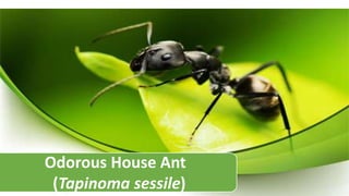 Odorous House Ant
(Tapinoma sessile)
 