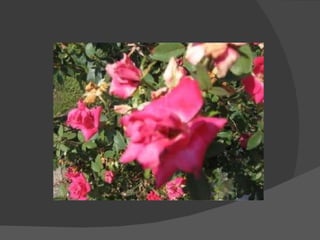 My msu pictures marissa