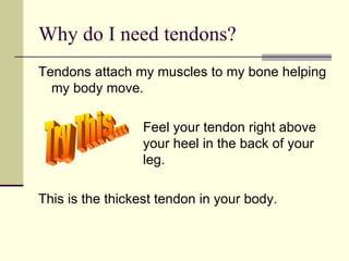 Why do I need tendons? Tendons attach my muscles to my bone helping my body move. Feel your tendon right above  your heel in the back of your  leg.  This is the thickest tendon in your body. Try This... 