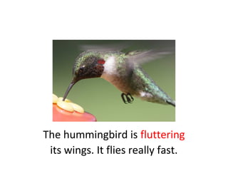 The hummingbird is fluttering
its wings. It flies really fast.
 