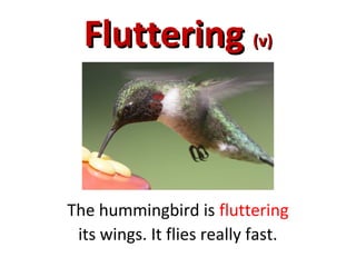 FlutteringFluttering (v)(v)
The hummingbird is fluttering
its wings. It flies really fast.
 