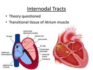 Myocardial action potential and Basis of Arrythmogenesis | PPTX