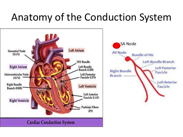 Myocardial action potential and Basis of Arrythmogenesis