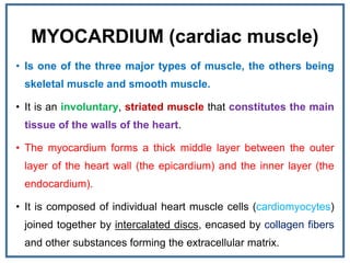 MYOCARDIUM (cardiac muscle)
• Is one of the three major types of muscle, the others being
skeletal muscle and smooth muscle.
• It is an involuntary, striated muscle that constitutes the main
tissue of the walls of the heart.
• The myocardium forms a thick middle layer between the outer
layer of the heart wall (the epicardium) and the inner layer (the
endocardium).
• It is composed of individual heart muscle cells (cardiomyocytes)
joined together by intercalated discs, encased by collagen fibers
and other substances forming the extracellular matrix.
 