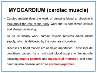 MYOCARDIUM (cardiac muscle)
• Cardiac muscle does the work of pumping blood to circulate it
throughout the rest of the body, work that is sometimes difficult
and always unceasing.
• To do its steady work, cardiac muscle requires ample blood
supply, which is delivered by the coronary circulation.
• Diseases of heart muscle are of major importance. These include
conditions caused by a restricted blood supply to the muscle
including angina pectoris and myocardial infarction, and other
heart muscle disease known as cardiomyopathies.
 