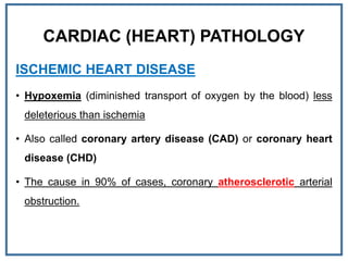 CARDIAC (HEART) PATHOLOGY
ISCHEMIC HEART DISEASE
• Hypoxemia (diminished transport of oxygen by the blood) less
deleterious than ischemia
• Also called coronary artery disease (CAD) or coronary heart
disease (CHD)
• The cause in 90% of cases, coronary atherosclerotic arterial
obstruction.
 