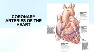 CORONARY
ARTERIES OF THE
HEART
 