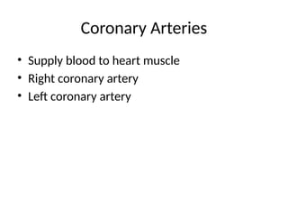 Coronary Arteries
• Supply blood to heart muscle
• Right coronary artery
• Left coronary artery
 