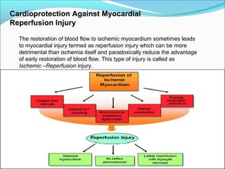 Cardioprotection Against Myocardial
Reperfusion Injury
The restoration of blood flow to ischemic myocardium sometimes leads
to myocardial injury termed as reperfusion injury which can be more
detrimental than ischemia itself and paradoxically reduce the advantage
of early restoration of blood flow. This type of injury is called as
Ischemic –Reperfusion injury.
 