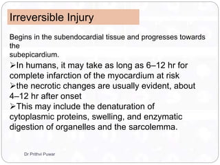 Irreversible Injury
Begins in the subendocardial tissue and progresses towards
the
subepicardium.
In humans, it may take as long as 6–12 hr for
complete infarction of the myocardium at risk
the necrotic changes are usually evident, about
4–12 hr after onset
This may include the denaturation of
cytoplasmic proteins, swelling, and enzymatic
digestion of organelles and the sarcolemma.
Dr Prithvi Puwar
 