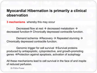 Myocardial Hibernation is primarily a clinical
observation
3 mechanisms whereby this may occur
Decreased flow at rest  decreased metabolism 
decreased function Chronically depressed contractile function.
Demand ischemia Recovery  Repeated stunning 
Chronically depressed contractile function.
Genomic trigger for cell survival Survival proteins
produced by antiapoptotic, cytoprotective, and growth-promoting
genes Protection against apoptosis, activation of autophagy
All these mechanisms lead to cell survival in the face of and inspite
of reduced perfusion.
Dr Prithvi Puwar
 
