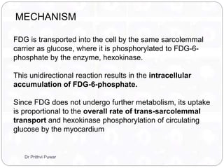 FDG is transported into the cell by the same sarcolemmal
carrier as glucose, where it is phosphorylated to FDG-6-
phosphate by the enzyme, hexokinase.
This unidirectional reaction results in the intracellular
accumulation of FDG-6-phosphate.
Since FDG does not undergo further metabolism, its uptake
is proportional to the overall rate of trans-sarcolemmal
transport and hexokinase phosphorylation of circulating
glucose by the myocardium
MECHANISM
Dr Prithvi Puwar
 
