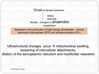 Onset of severe ischemia
Aerobic changes to anaerobic
metabolism
Within
seconds
Decrease in the production of high-energy phosphates, namely
adenosine triphosphate (ATP) and phosphocreatine (PCr)
Ultrastructural changes occur  mitochondrial swelling,
loosening of intercellular attachments,
dilation of the sarcoplasmic reticulum and myofibrillar relaxation
Dr Prithvi Puwar
 