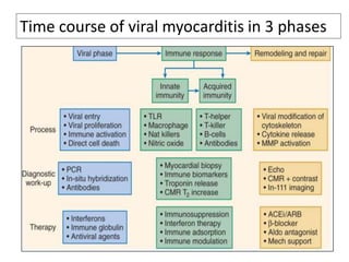 Time course of viral myocarditis in 3 phases

 