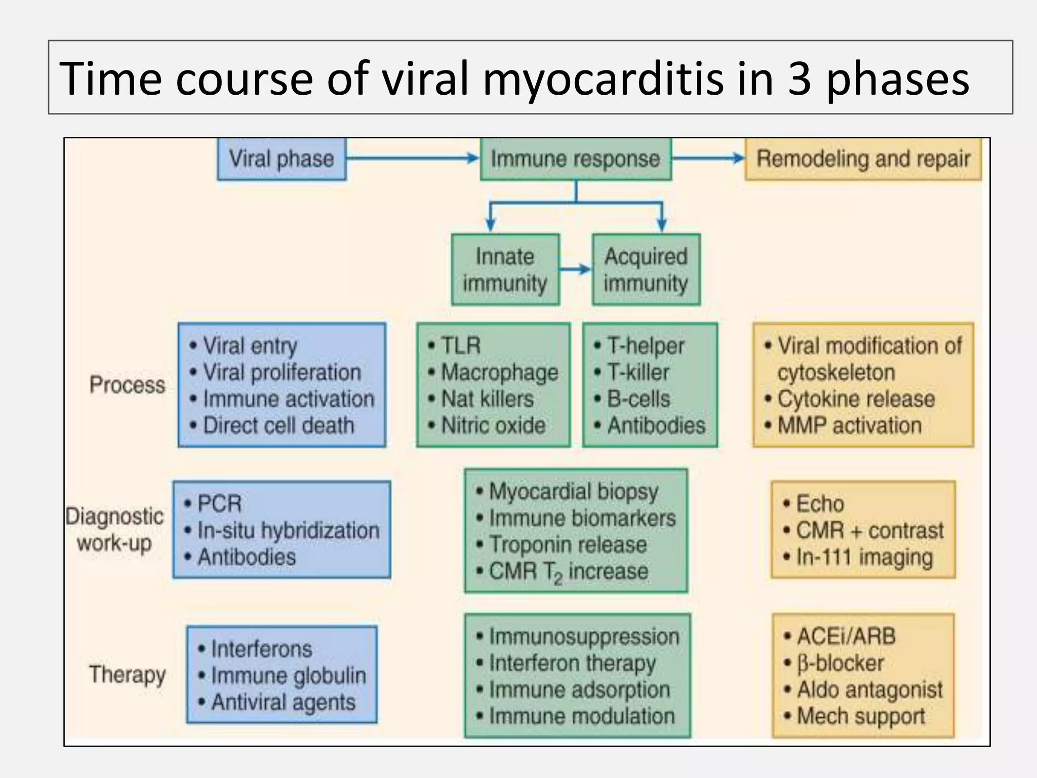 Time course of viral myocarditis in 3 phases

 