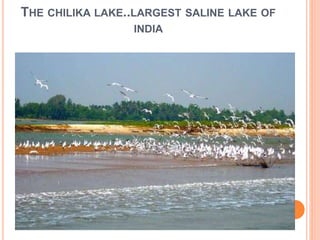 THE CHILIKA LAKE..LARGEST SALINE LAKE OF 
INDIA 
 