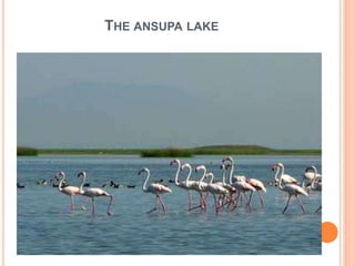 THE ANSUPA LAKE 
 
