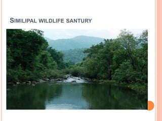 SIMILIPAL WILDLIFE SANTURY 
 