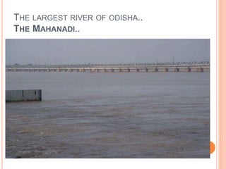 THE LARGEST RIVER OF ODISHA.. 
THE MAHANADI.. 
 