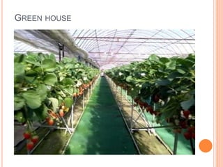 GREEN HOUSE 
 
