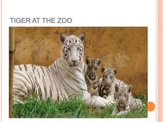 TIGER AT THE ZOO 
 