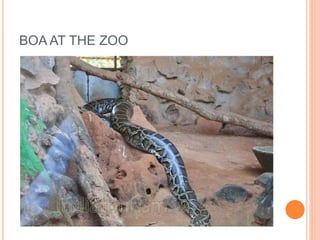 BOA AT THE ZOO 
 