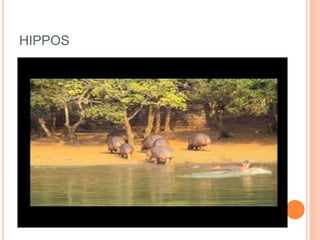 HIPPOS 
 