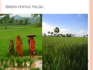 GREEN FERTILE FIELDS.. 
 
