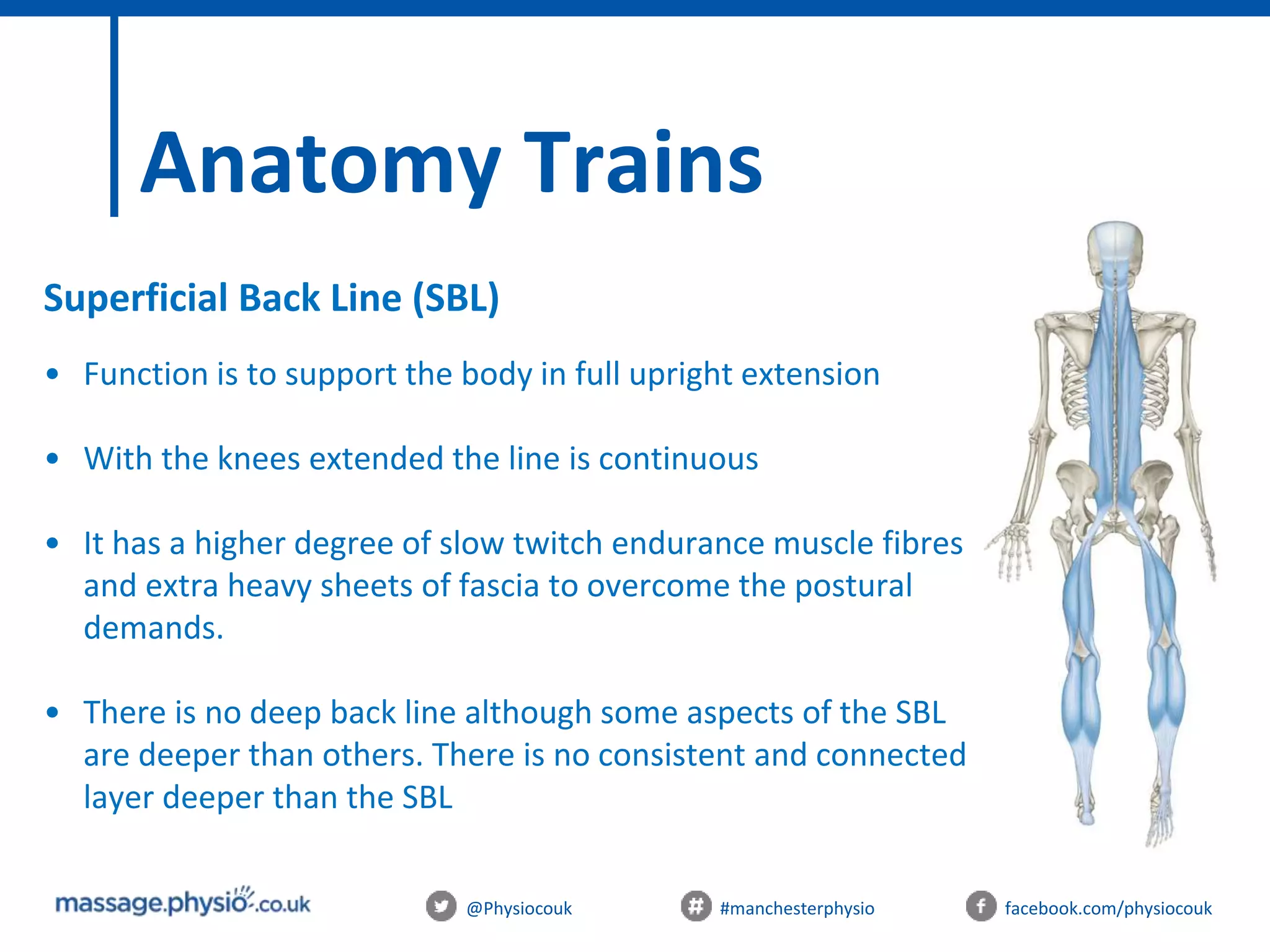 @Physiocouk #manchesterphysio facebook.com/physiocouk
Anatomy Trains
Superficial Back Line (SBL)
• Function is to support the body in full upright extension
• With the knees extended the line is continuous
• It has a higher degree of slow twitch endurance muscle fibres
and extra heavy sheets of fascia to overcome the postural
demands.
• There is no deep back line although some aspects of the SBL
are deeper than others. There is no consistent and connected
layer deeper than the SBL
 