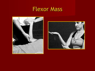 Flexor MassFlexor Mass
 